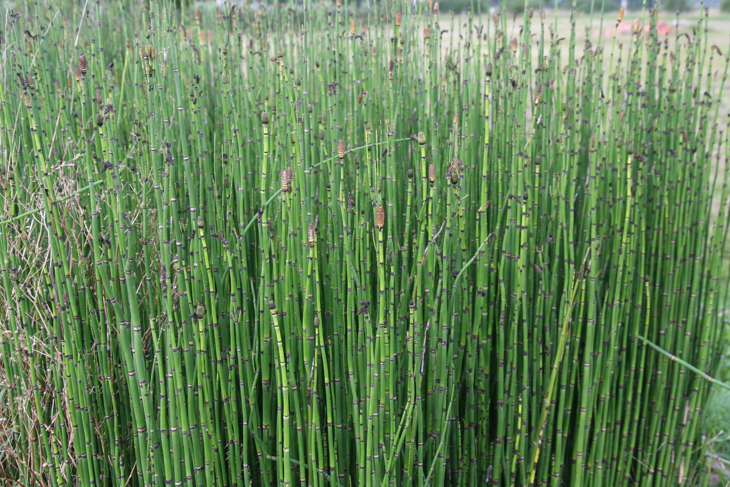 Equisetum hyemale